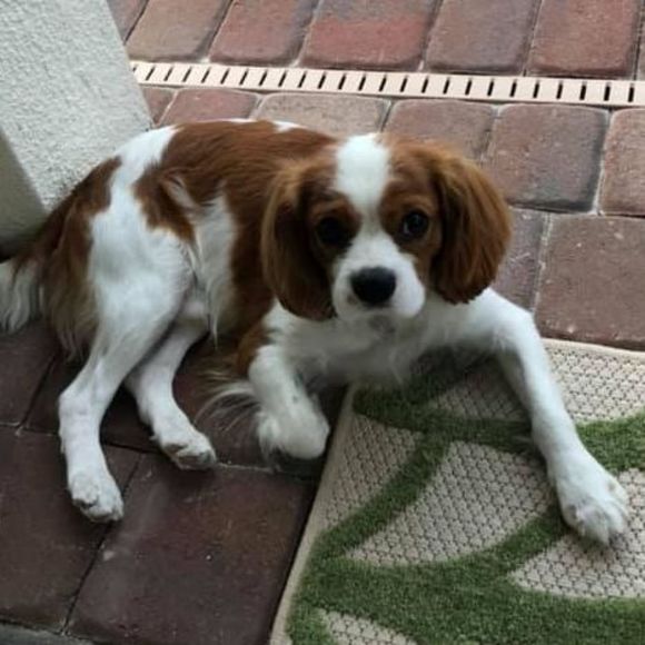 Meet your Posher, Joyce - Picture 1 of 1